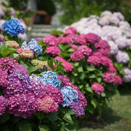 Adis Oneirou Mourésion